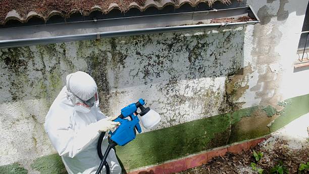 Top rated local Mold Removal specialists in Ashburn, VA